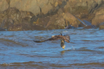 Osprey Fishing 5