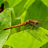Darter