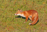 Red Fox - Vulpes vulpes