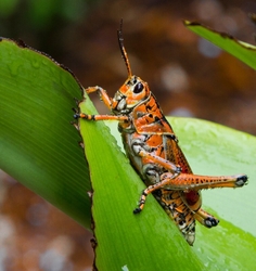 AnimalsCreatures _0093