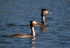 Great Crested Grebe