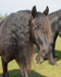 friesians 101-17