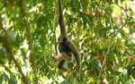 Tabin wildlife reserve