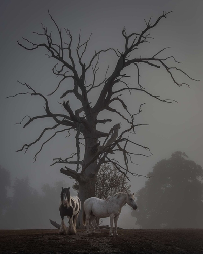 Early morning mist in Norfolk. These two horses provided lots of photographic opportunities, as their field was just…