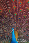 Peafowl 250303 030