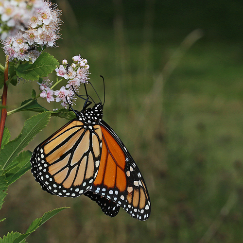 Danaus plexippus - A monarch butterfly.