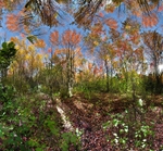 In the woods - Fruitlands