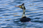 SBC007: Shag