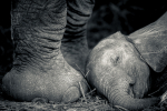 Sleeping Baby