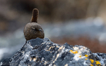 Winter Wren