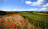 Poppyfields