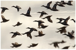 Shoveler Fly Past