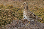 Magellanic Snipe