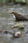 DIPPERS
