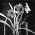 Amyrillus, Pleasant Unity, Pennsylvania, 2024