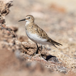 Close view of Baird's Sandpiper, Chaxa, Chile