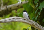 Pied Flycatcher