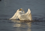 Whooper Swan