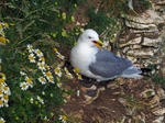 Kittiwake