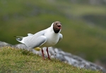 Black-headed Gull