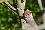 Grey Squirrel