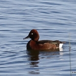 Ferruginous Duck (Aythya nyroca)