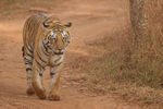 Tigress on trail early morning, Panna, Madhyra Pradesh, India