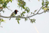 Black-collared Barbet