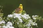 Yellowhammer