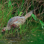 Pheasant4