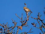 Chiffchaff
