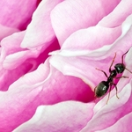 Ant on peony