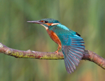 Kingfisher - Alcedo atthis