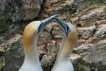Gannets