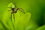 Cucumber Spider