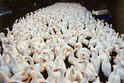 KM-206A Duck Farm, Nam Chung Lei Uk, New Territories - 1992
