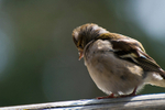 Chaffinch - 9315