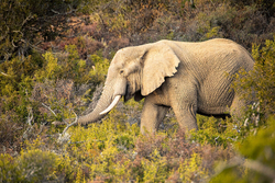 South Africa 2020 portfolio