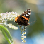 26th July Red Admiral