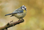 Blue Tit