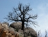 Burnt Tree