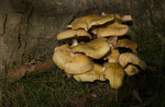 Fungi, Cholmondeley Castle, Cheshire