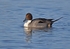 Pintail