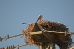 White Stork