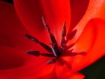 Red Tulip Macro Centrę