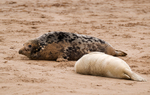 Grey Seal