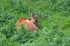 Roe Deer
