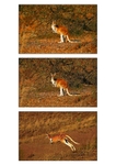 Red Kangaroo Triptych 2