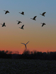 Geese in Flight