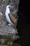 Peruvian Booby on cliff ledge, Chanaral Island, Chile